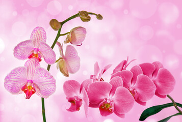  orchid Phalenopsis on pink background