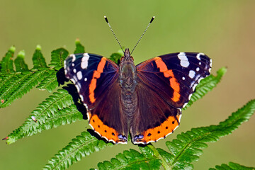 Admiral ( Vanessa atalanta, Syn.: Pyrameis atalanta ).
