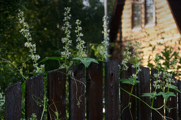 climbing plants on the old fence are blooming