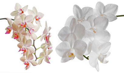 white orchid Phalenopsis isolated on white