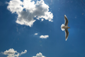 Sea gull flies in the sky. background clouds silhouette of a seagull.