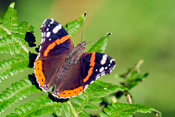 Admiral ( Vanessa atalanta, Syn.: Pyrameis atalanta ).
