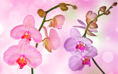 Fototapeta na wymiar pink orchid and empty space for text