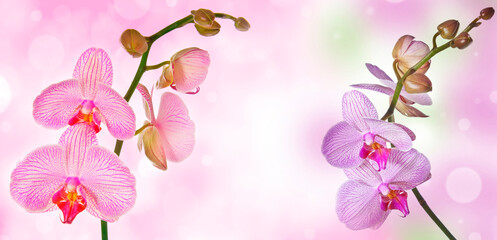 pink orchid and empty space for text © Vera Kuttelvaserova