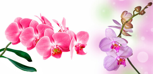 Fototapeta na wymiar pink orchid and empty space for text