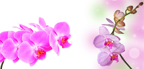 pink orchid and empty space for text