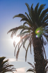 Palm on Fuerteventura