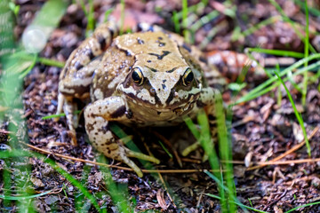 Grasfrosch ( Rana temporaria ).