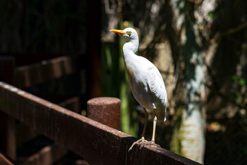 Wild animals close up: White egyptian heron