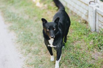 A beautiful black-and-white purebred dog, a mongrel walks on the grass, nature in the village.
