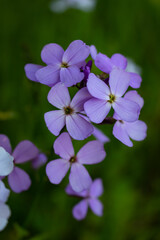 Colour close up of wildflowers along a hiking trail at Lemoine Point conservation area in Kingston, Ontario Canada during a bright sunny summer day.