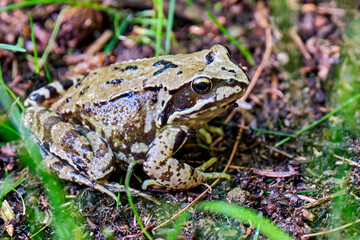 Grasfrosch ( Rana temporaria ).
