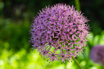 Colour close up of wildflowers along a hiking trail at Lemoine Point conservation area in Kingston, Ontario Canada during a bright sunny summer day.