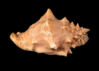 Sea shell isolated on a black background. Beautiful seashell