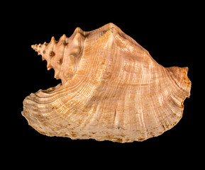 Sea shell isolated on a black background. Beautiful seashell