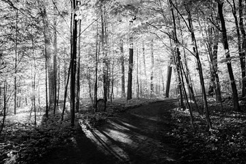Black and white landscape photograph of a hiking trail at Lemoine Point conservation area in Kingston, Ontario Canada during a bright sunny summer day.