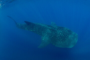 Whale shark swimming in the warm blue waters off of Cancun