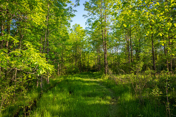 Colour landscape photograph of a hiking trail at Lemoine Point conservation area in Kingston, Ontario Canada during a bright sunny summer day.
