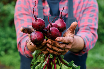 Bunch of Beetroot harvest in farmer hands - Powered by Adobe