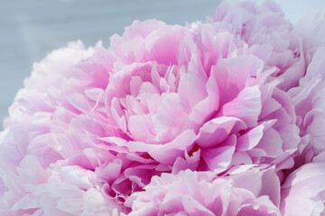 Close up image of  gentle petals of delicate pink peony bud in big bouquet. Celebration concept. Greeting card for birthday, valentines day, womans day, anniversary.