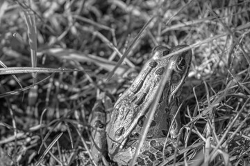 Black and white wildlife photograph of a frog taken along a trail at Lemoine Point conservation area in Kingston, Ontario Canada during a bright sunny summer afternoon.