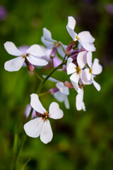 Colour close up of wildflowers along a hiking trail at Lemoine Point conservation area in Kingston, Ontario Canada during a bright sunny summer day.