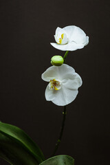 Orchid white flowers. Vertical