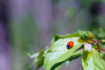 Ladybug on a colored background. Insects in nature.