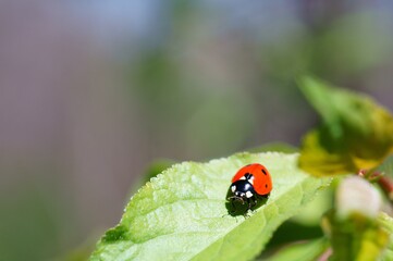 Ladybug on a colored background. Insects in nature.