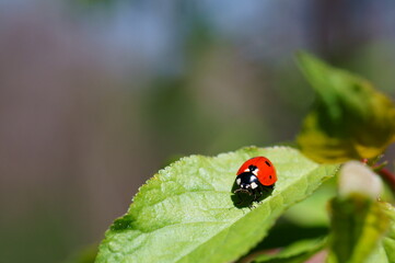 Ladybug on a colored background. Insects in nature.