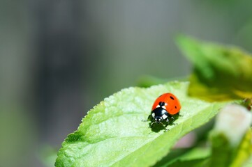 Ladybug on a colored background. Insects in nature.