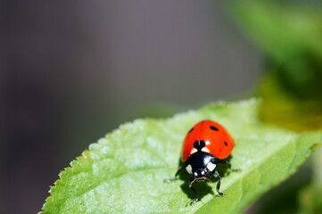 Obraz premium Ladybug on a colored background. Insects in nature.