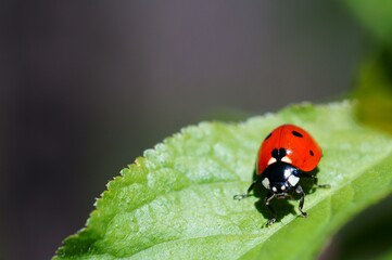 Ladybug on a colored background. Insects in nature.