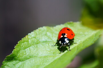 Ladybug on a colored background. Insects in nature.