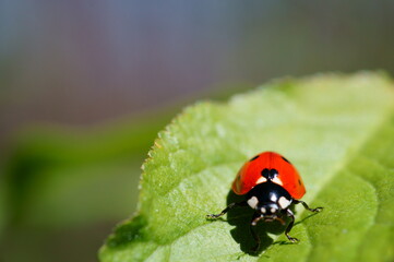 ladybug on a leaf