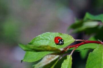 ladybird on a leaf