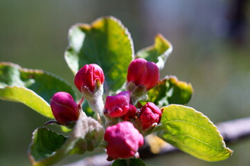 close up of a red flower