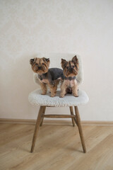 Naklejka premium Two yorkshire terriers sitting on a white chair.