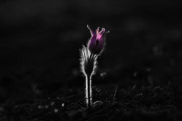 Purple flower pulsatilla at night