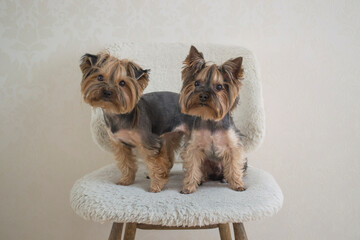 Two yorkshire terriers sitting on a white chair.
