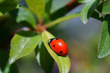 ladybug on leaf