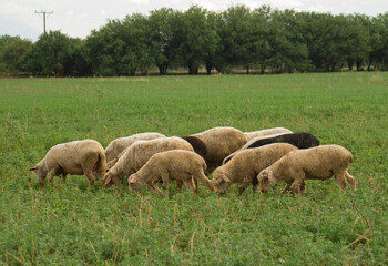 Obraz premium Rural scenic. Flock of sheep grazing in the alfalfa fields.
