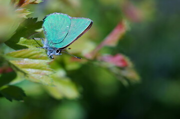 Butterfly in wildflowers on a colored background.