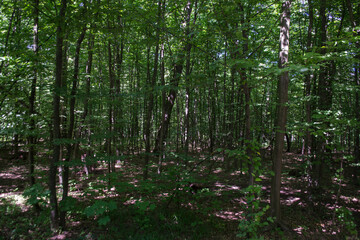 Obraz premium Summer forest landscape. Beautiful day.