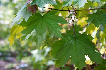 maple leaves in autumn