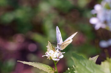 butterfly on flower