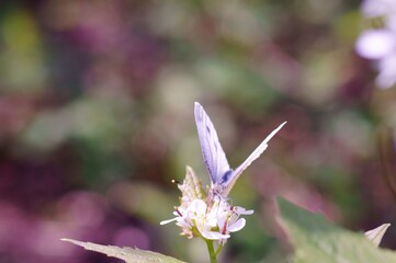 butterfly on a flower