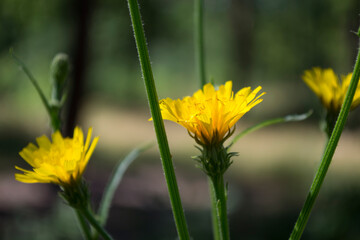 Yellow wild flower macro shot. Floral background.