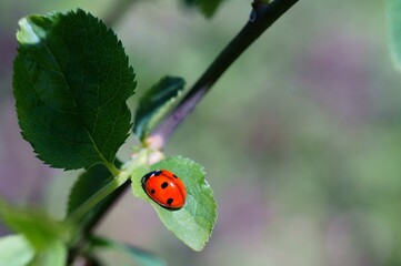 Obraz premium ladybug on green leaf