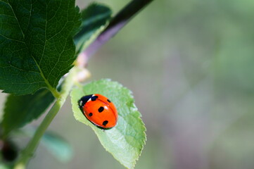 ladybug on green leaf